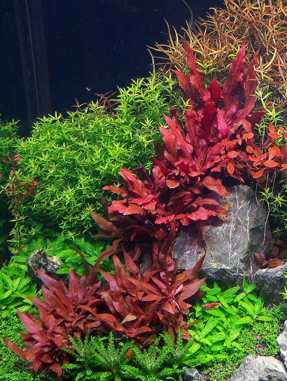 Alternanthera reineckii 'Mini'