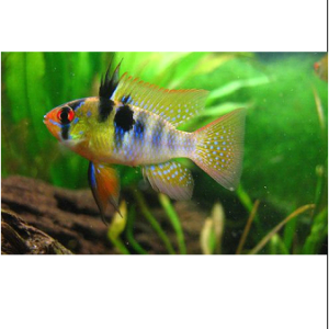 Ramirezi German Blue L