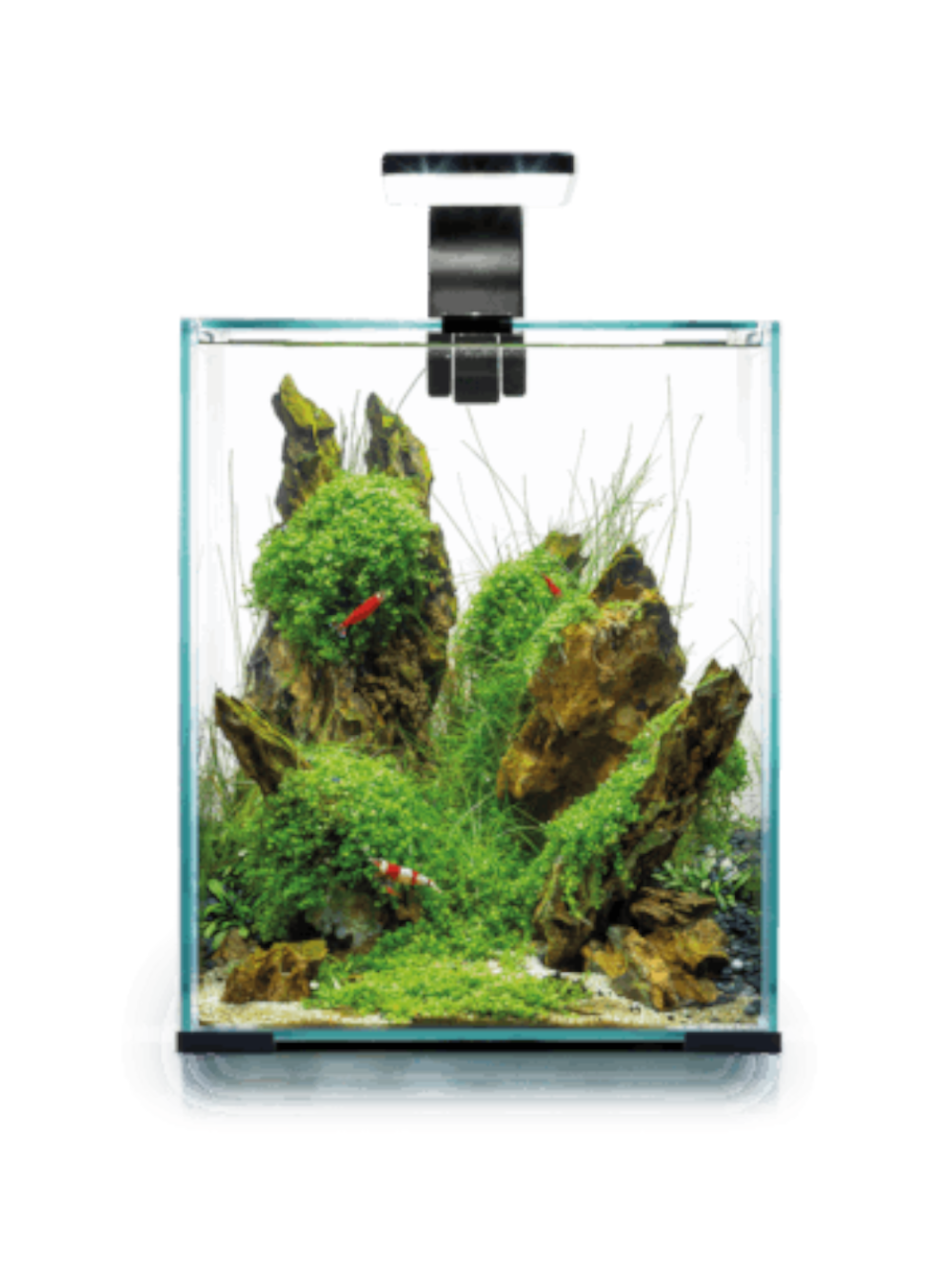 A122980 Aquario Shrimp Set Day&Night 30 Preto