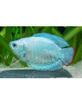 ANA0020 colisa azul cobalto