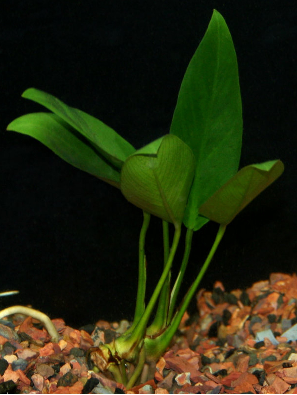 Anubias congensis