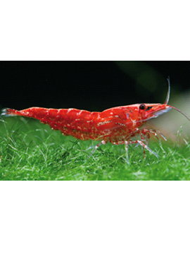 Camarão Neocaridina Red cherry