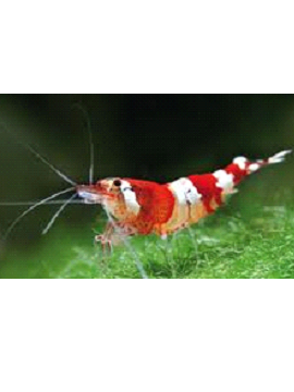 Camarão  Caridina Crystal Red