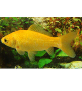 Cometa Amarelo