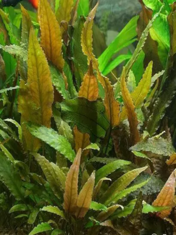 CRY005 Cryptocoryne wendtii Tropica