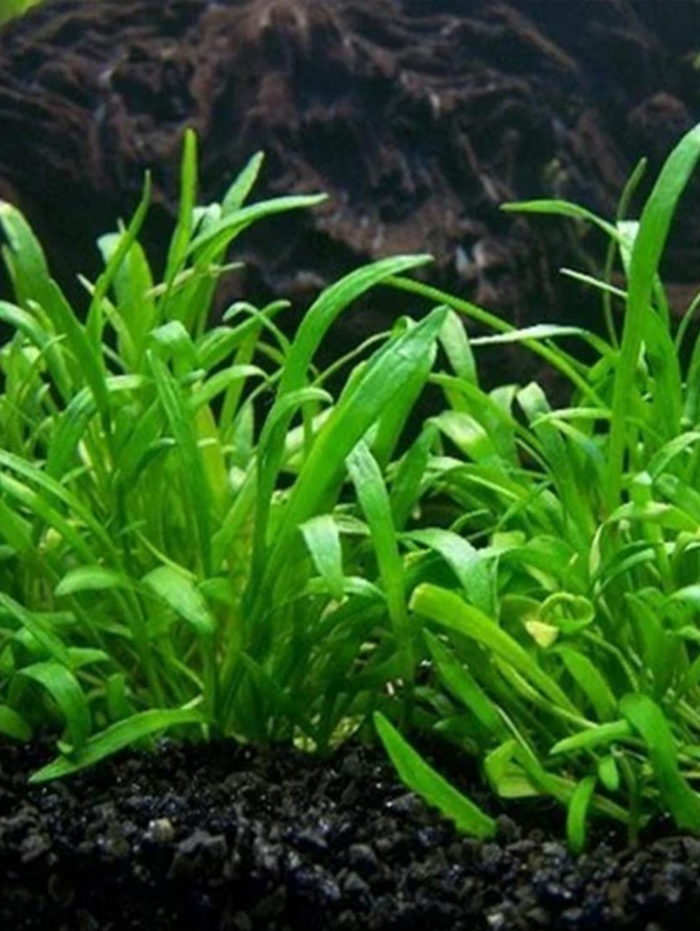 Lilaeopsis novae-zelandiae