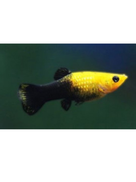 VIV0005 Molly negra e dourada