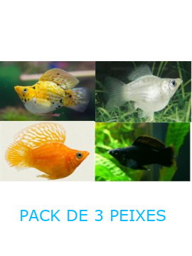 VIV0012 molly balao sortida