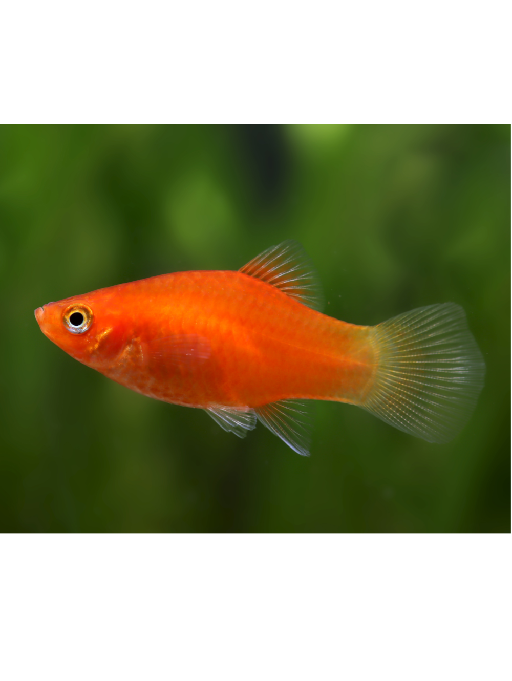 VIV0012 platty vermelho