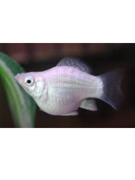 VIV0013 molly balao branca