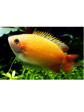 ANA0023_M Colisa chuna macho