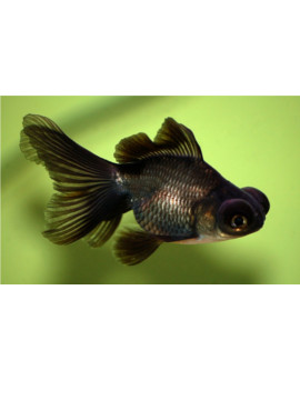 CIP0007 telescopio negro