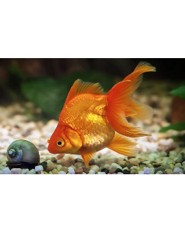 CIP0008 Oranda sortida