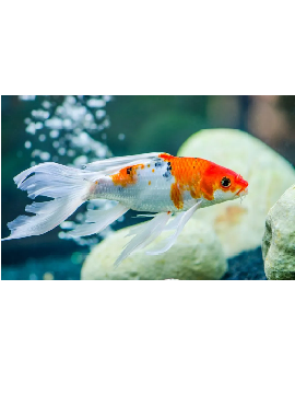 CIP0060 carpa koi veu