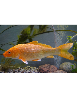 CIP0061 carpa koi S