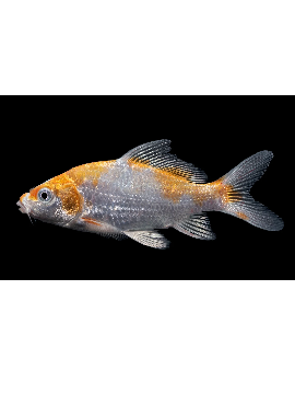 CIP0062 carpa koi M