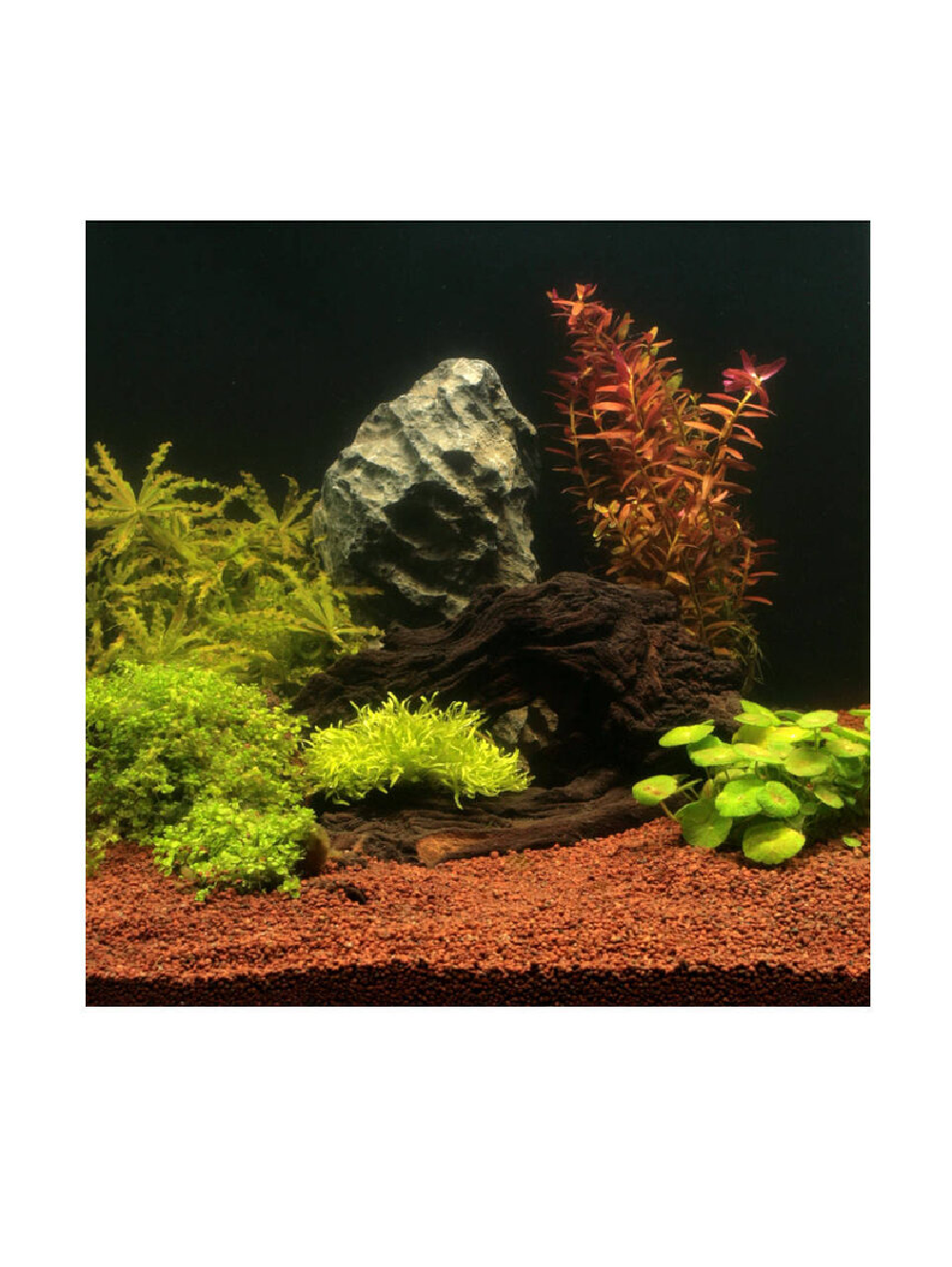 JBL Manado - Image 2