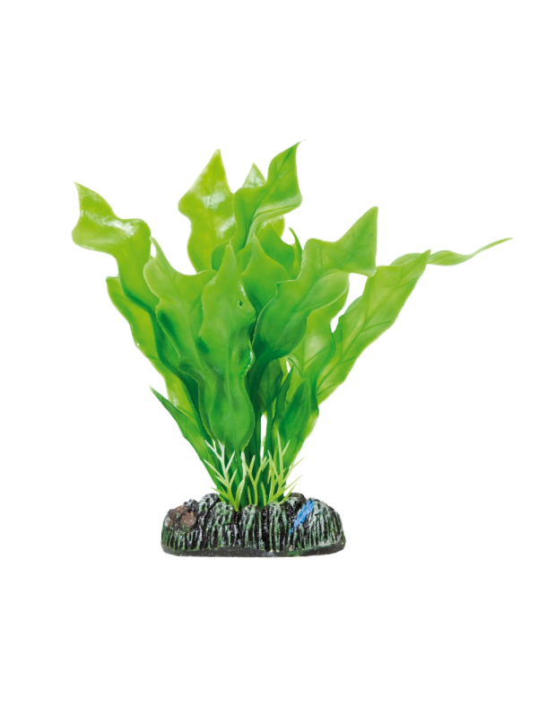 AP1008 Aponogeton crispus 13,5 cm