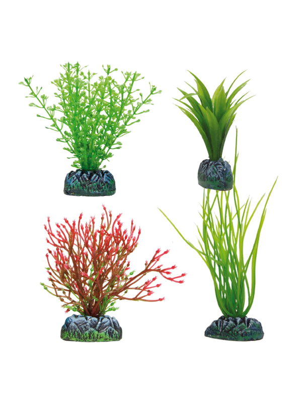 AP1220 SET 4 Plantas acoru amazona e chara