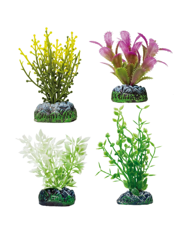 AP1221 SET 4 Plantas pi fucus ludwigia