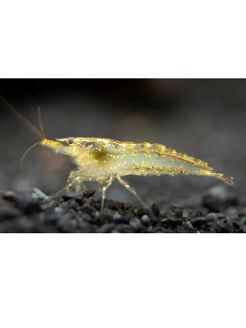 Camarão Neocaridina Selvagem