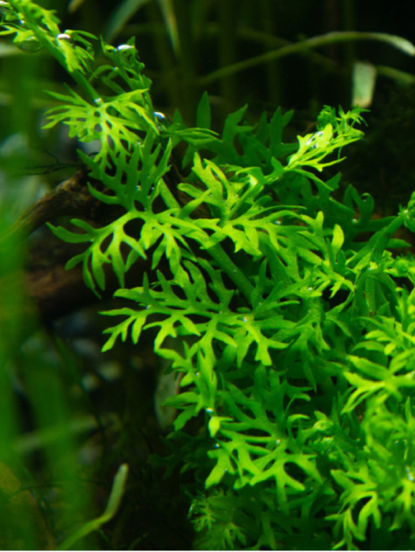 Ceratopteris Cornuta