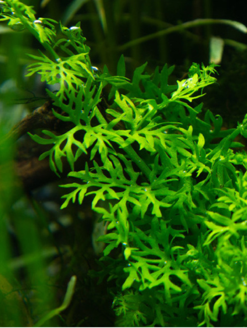 Ceratopteris Cornuta