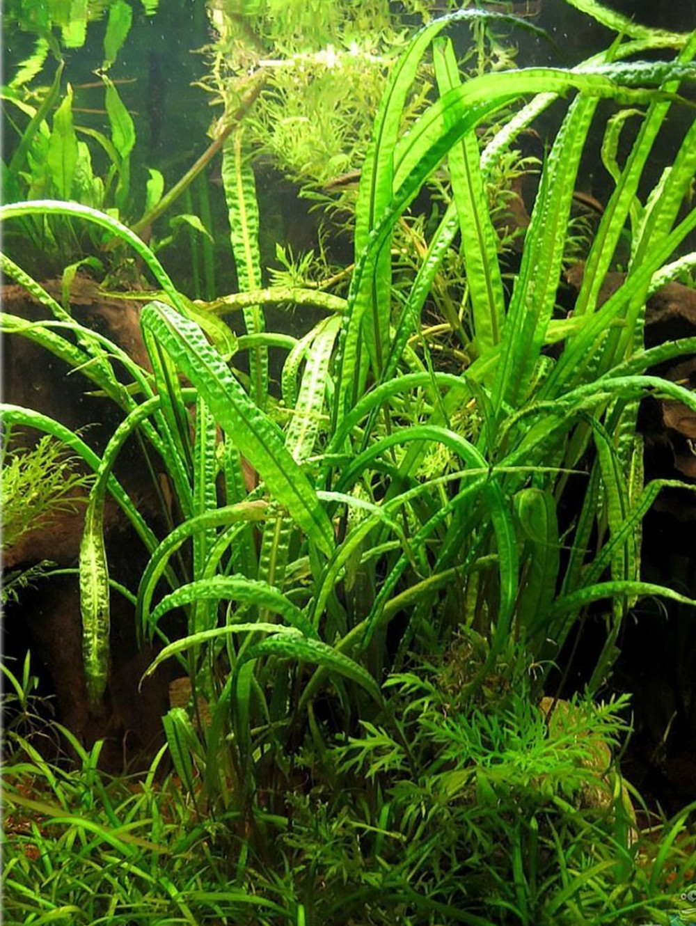 Cryptocoryne Balansae