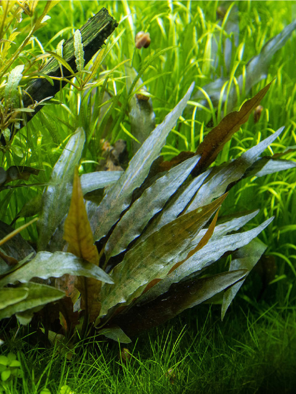 Cryptocoryne Beckettii