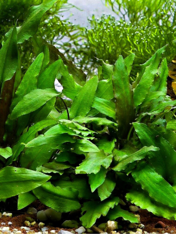 Cryptocoryne Wendtii Verde