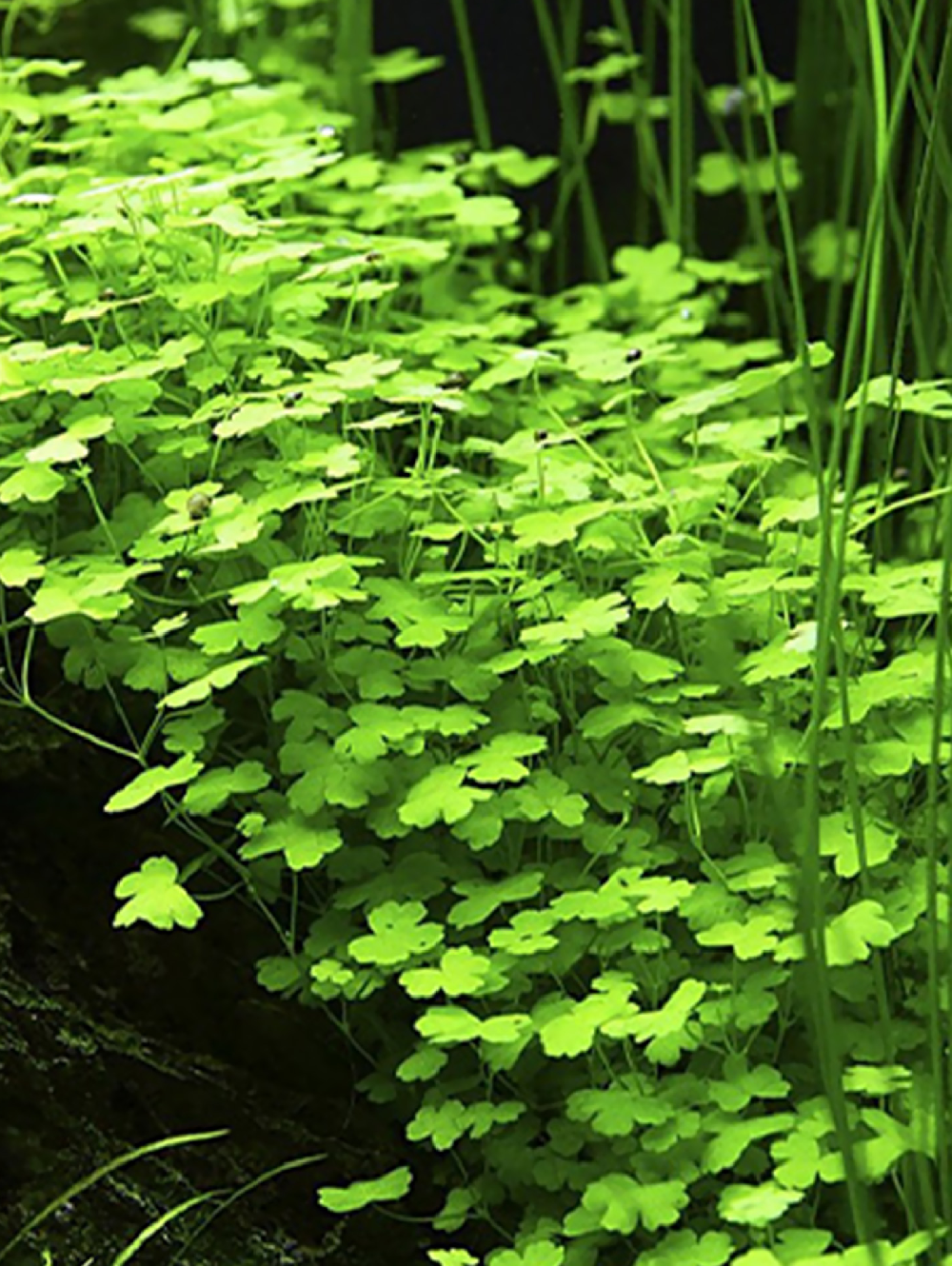 Hydrocotyle tripartita 'Japan'