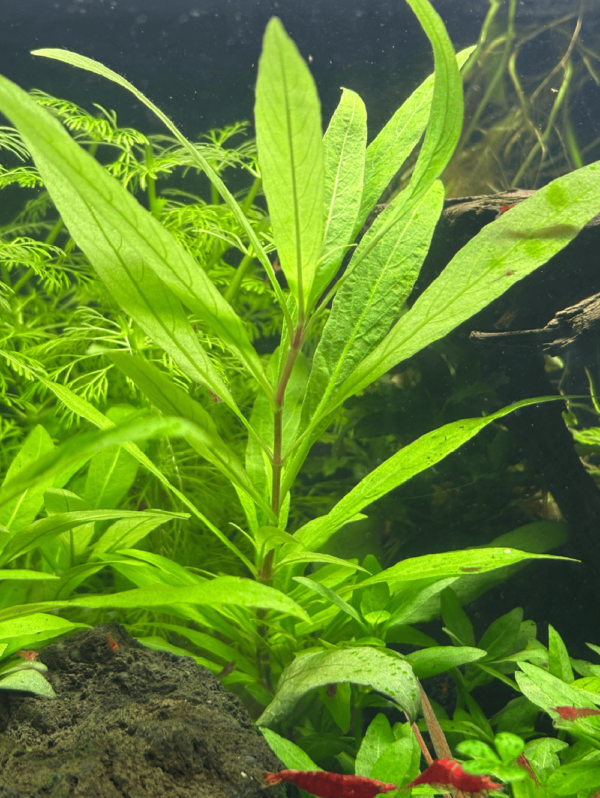 HYG001 Hygrophila polysperma Hygrophila Polysperma