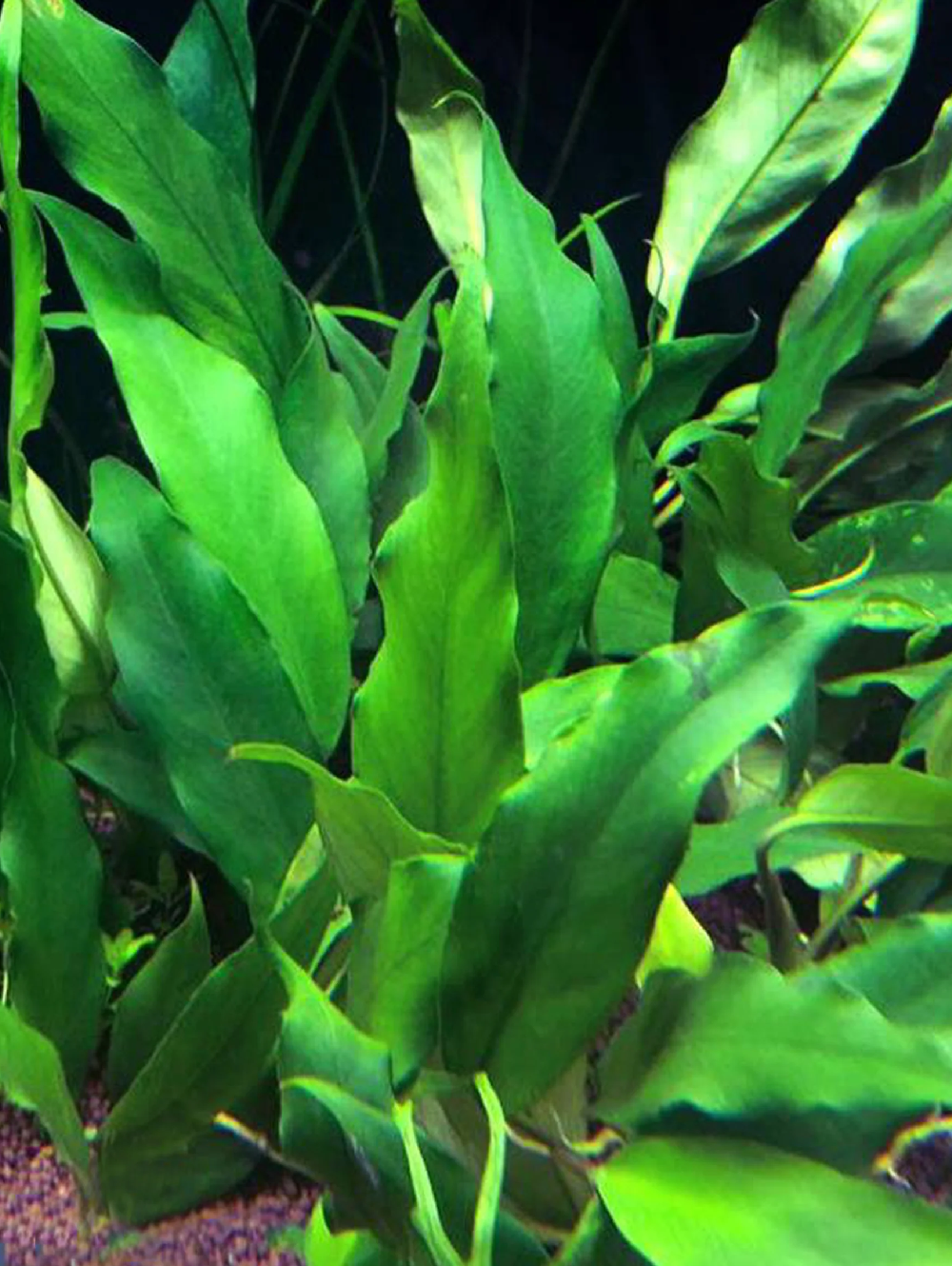 Anubias Barteri Glabra