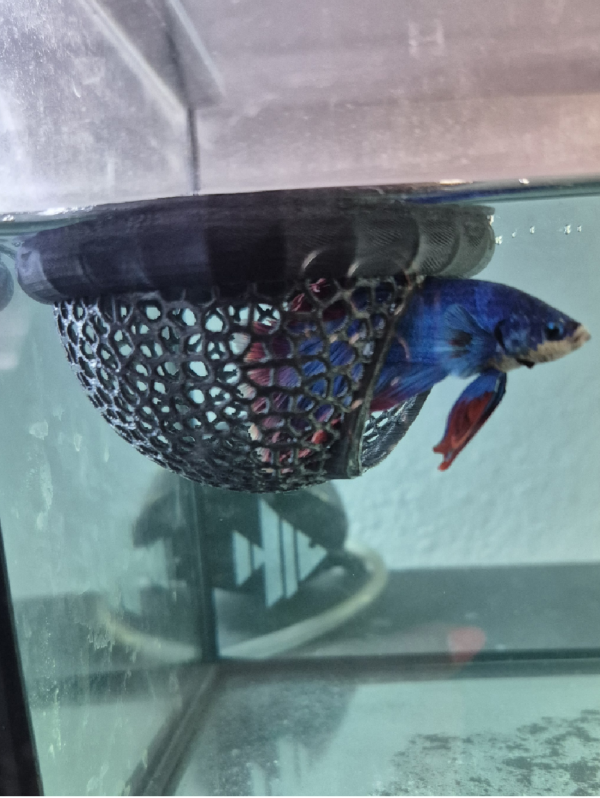 Cama Flutuante para Bettas