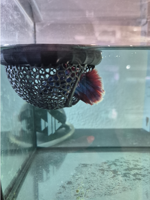 Cama Flutuante para Bettas