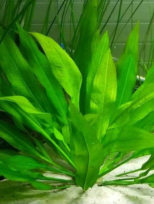 Echinodorus Amazonicus