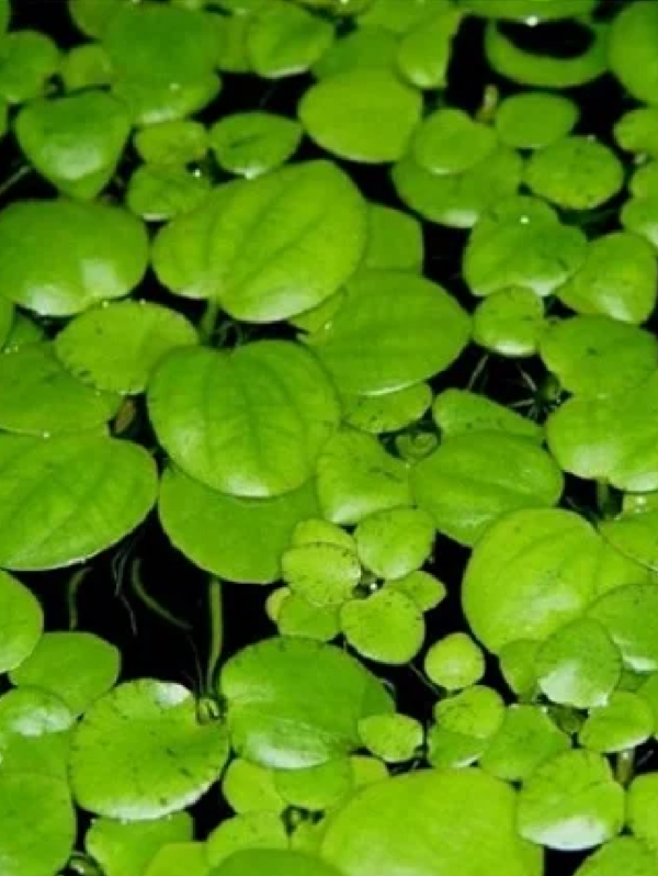 Limnobium laevigatum - flutuante