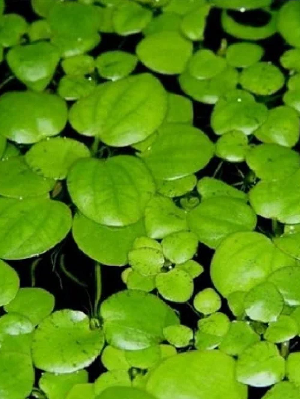 Limnobium laevigatum - flutuante