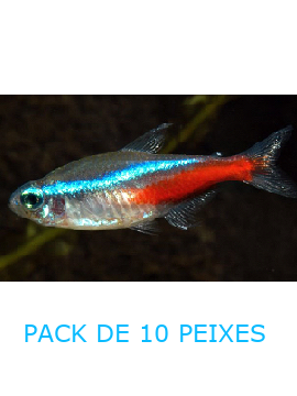 Tetra Neon - PACK 10 PEIXES