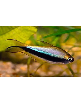 Tetra Imperador Azul