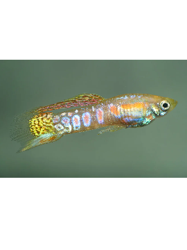 Guppy Endler Ginga Rubra Macho