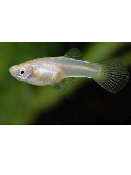 Guppy Endler Ginga Rubra Femea