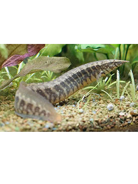 Enguia Circumcinctus