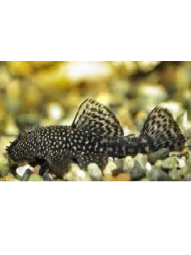 Ancistrus Black sp. 8/10 cm