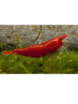Camarão Neocaridina Blood Mary