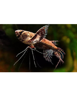 Borboleta Africana