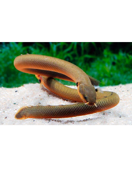 Peixe Corda