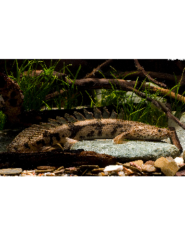 Polypterus Endlicheri