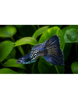Guppy Metal Snake Skin Blue Tail Macho