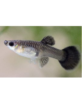 Guppy Metal Snake Skin Blue Tail Femea